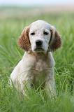 SETTER ANGLAIS 238